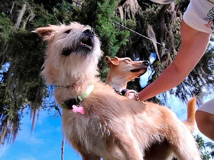 Marcelo Cão da Montanha - Dog Walker