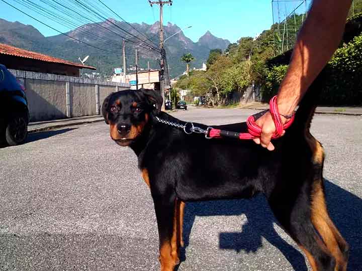 Marcelo Cão da Montanha - Dog Walker